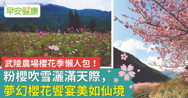 武陵農場櫻花季懶人包!粉櫻吹雪灑滿天際,夢幻櫻花饗宴美如仙境