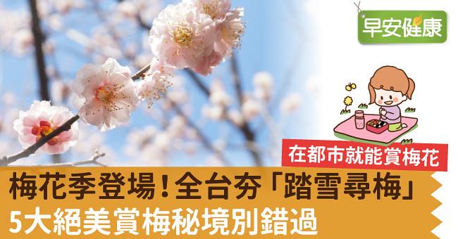 梅花季登場！全台夯「踏雪尋梅」5大絕美賞梅秘境別錯過